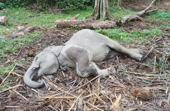 https://plutkumkmgianyar.com/