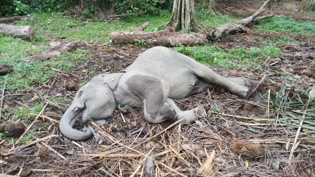 Kaki Putus Karena Terjerat Nylon, Anak Gajah Di Riau Mati Mengenaskan https://plutkumkmgianyar.com/