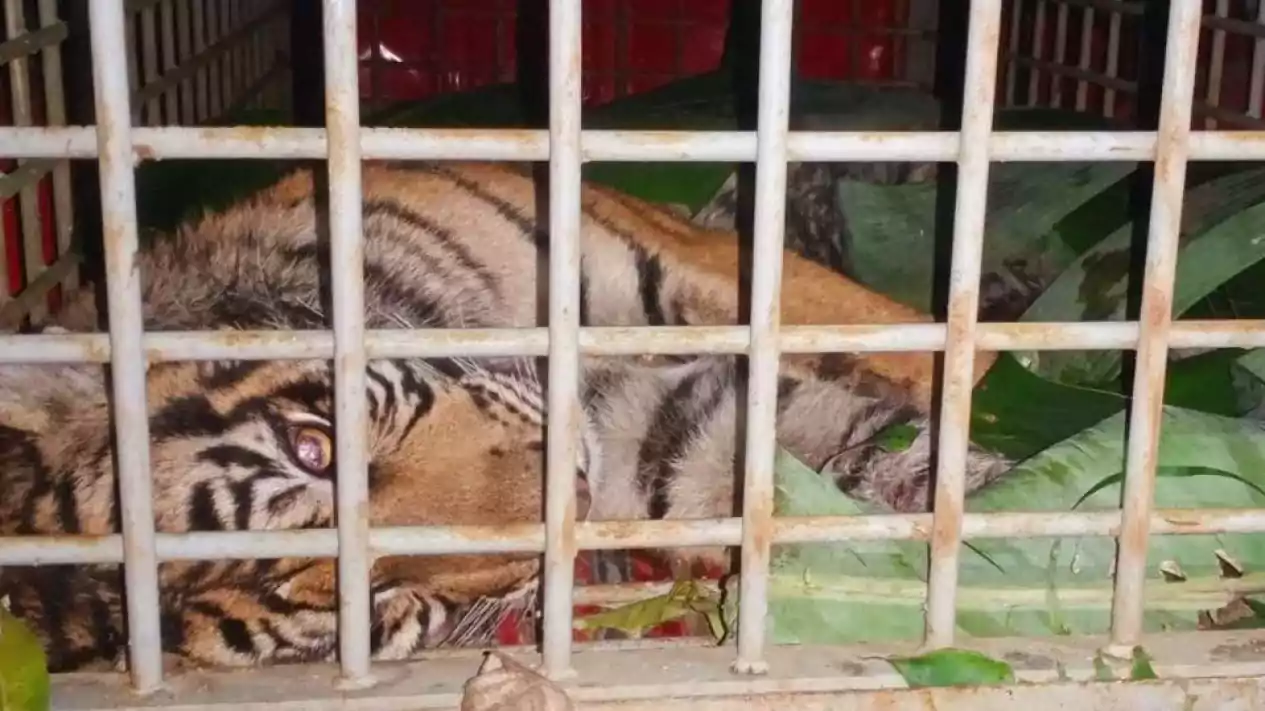 “Bukan Pertunjukan, Ini Penyiksaan..!!!” Harimau Sumatera Mati Dengan Mengenaskan Di Medan Zoo https://plutkumkmgianyar.com/