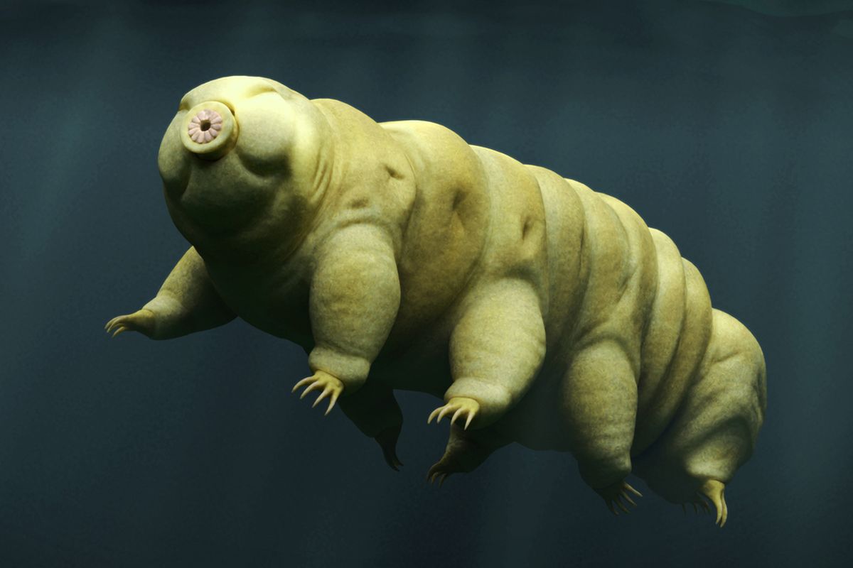 Bukan Harimau..!!! Ini Dia Tardigrada, Hewan Terkuat Di Bumi https://plutkumkmgianyar.com/