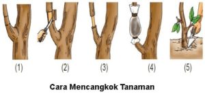 https://plutkumkmgianyar.com/