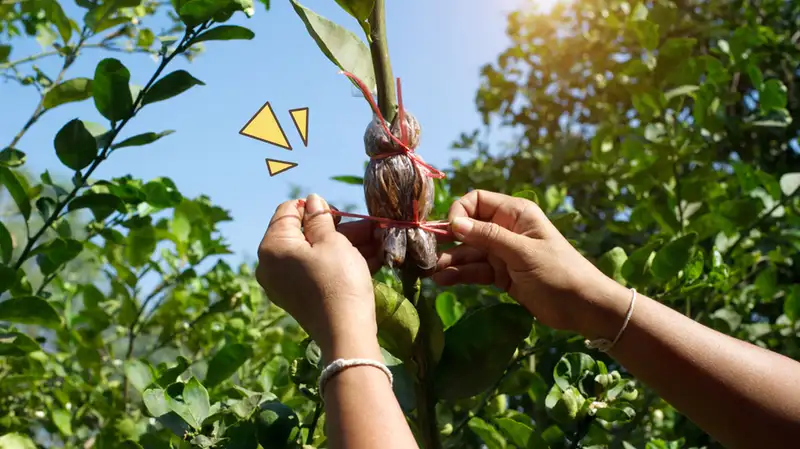 Penjelasan Komplit Cara Cangkok Pohon Mangga Agar Cepat Tumbuh https://plutkumkmgianyar.com/