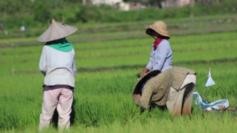 Ekonomi Jabar Kuartal I/2025 Tumbuh 4,98%, Ditopang Aktivitas Pertanian